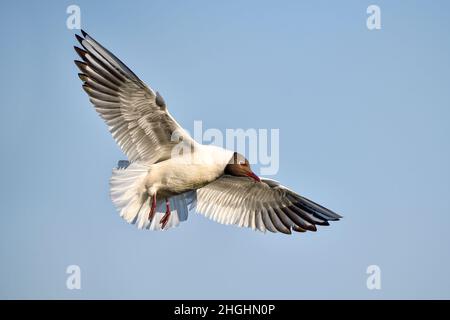 Lachmöwe Stockfoto