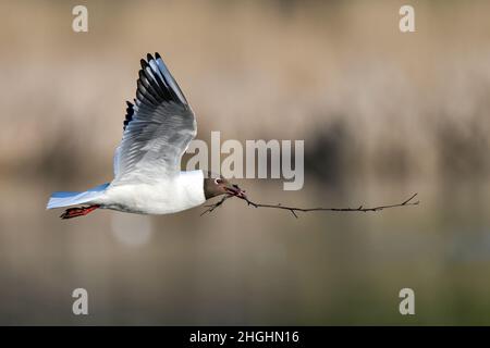 Lachmöwe; Feder schreitet voran und es ist an der Zeit, beginnen Sie mit der Vorbereitung Nest. Stockfoto