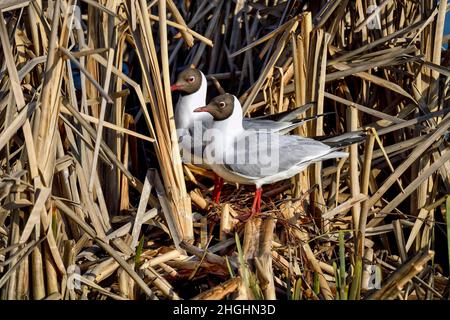 Lachmöwe; Feder schreitet voran und es ist an der Zeit, beginnen Sie mit der Vorbereitung Nest. Stockfoto