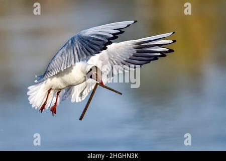 Lachmöwe; Feder schreitet voran und es ist an der Zeit, beginnen Sie mit der Vorbereitung Nest. Stockfoto