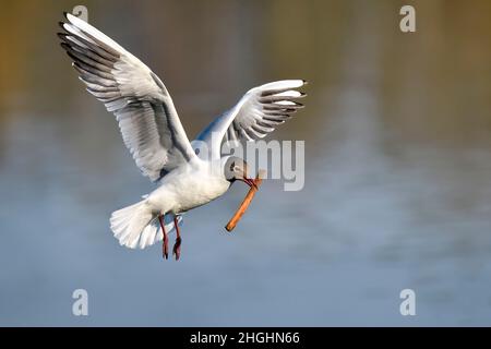 Lachmöwe; Feder schreitet voran und es ist an der Zeit, beginnen Sie mit der Vorbereitung Nest. Stockfoto