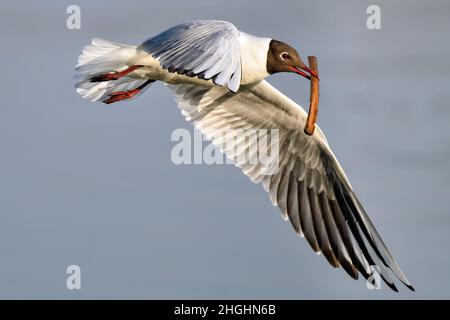 Lachmöwe; Feder schreitet voran und es ist an der Zeit, beginnen Sie mit der Vorbereitung Nest. Stockfoto