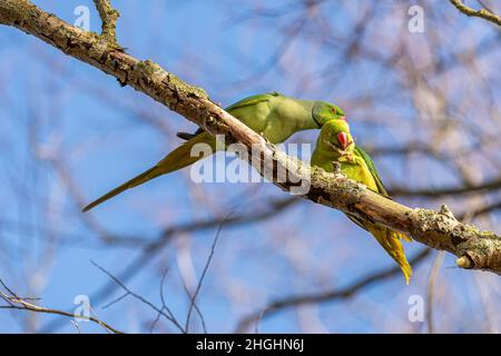 Ringhals-Sittich oder ein Rosenberingsittich Psittacula krameri in einer natürlichen Waldlandschaft in Staffordshire, Großbritannien. Stockfoto