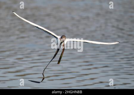 Lachmöwe; Feder schreitet voran und es ist an der Zeit, beginnen Sie mit der Vorbereitung Nest. Stockfoto