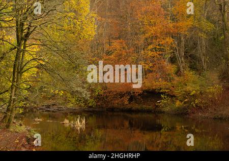 Herbstfarben spiegeln sich in einem ruhigen Fluss wider Stockfoto