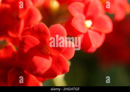 Flammendes Katy oder Weihnachten kalanchoe oder Floristin kalanchoe oder Madagaskar Witwe-Thrill (Kalanchoe blossfeldiana) leuchtend rote Blüten aus der Nähe Stockfoto