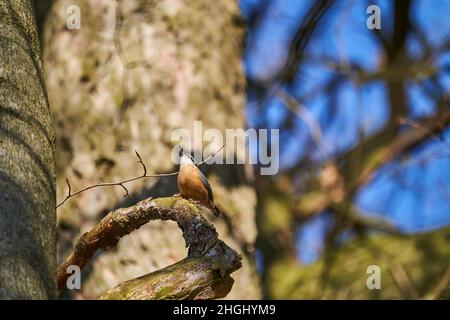 Der eurasische Nuthatch oder Holznuthatch, Sitta europae, ist ein kleiner Singvögel Kurzschwanzvögel mit einem langen Schnabel, blaugrauen Oberteilen und einem schwarzen Stockfoto