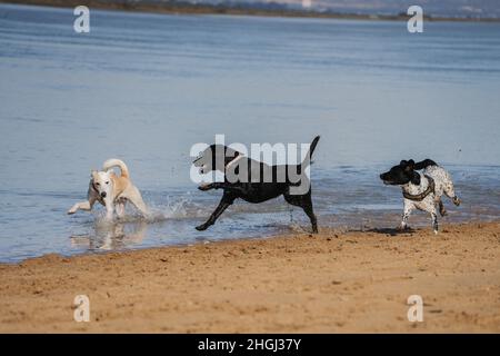 Drei Hunde, die im Sommer in der Strandpromenade von der Insel spielen Stockfoto