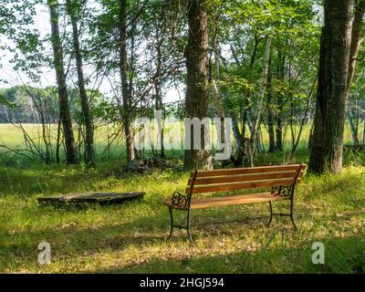 Leere hölzerne Parkbank in einem ruhigen Wald inmitten hoher Bäume in der Nähe einer ruhigen Wiese. Stockfoto