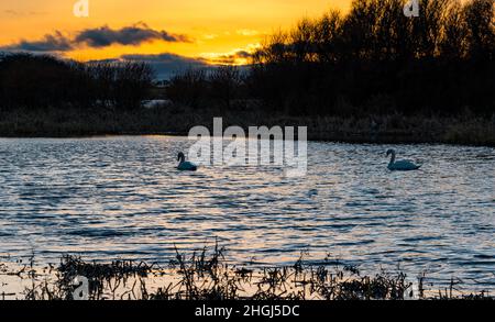 Aberlady, East Lothian, Schottland, Vereinigtes Königreich, 21st. Januar 2022. UK Wetter: Sonnenuntergang im Aberlady Naturreservat: Ein warmer orangefarbener Sonnenuntergang an einem kalten Tag mit einem regen Wind, während zwei stumme Schwäne in einem Teich schwanen Stockfoto