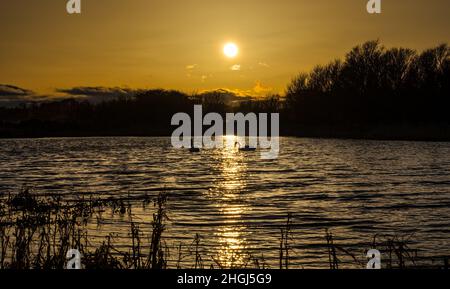 Aberlady, East Lothian, Schottland, Vereinigtes Königreich, 21st. Januar 2022. UK Wetter: Sonnenuntergang im Aberlady Naturreservat: Ein warmer orangefarbener Sonnenuntergang an einem kalten Tag mit einem regen Wind, während zwei stumme Schwäne in einem Teich schwanen Stockfoto