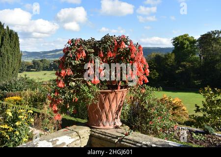 Nahaufnahme einer atemberaubenden roten Blumenpflanze in einem Terrakottatopf auf einer Steinwand mit Blick auf das Rasengelände und die Bäume mit tiefblauem Himmel Stockfoto