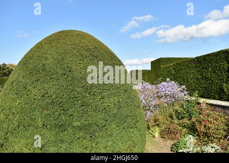 Nahaufnahme von topiarförmigen Bäumen, grünen Büschen auf Rasenfläche draußen an einem sonnigen Sommertag Stockfoto