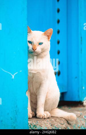 Eine weiße Katze Stockfoto