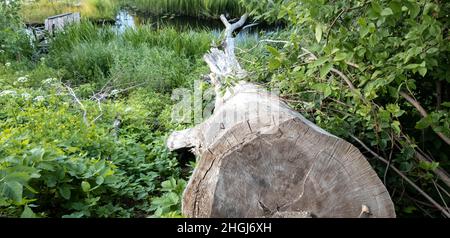 Der gesägte alte große Baum. Schneiden von Bäumen. Stockfoto