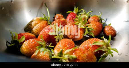 Frische Erdbeeren vom Gartenbett aus der Nahaufnahme Stockfoto