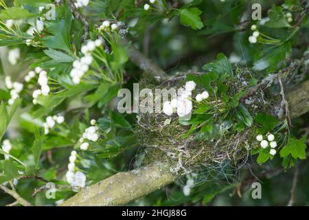 Mönchsgrasmücke, Nest in Weißdorn, Weissdorn, Napfnest, Mönchs-Grasmücke, Sylvia atricapilla, Blackcap, Fauvette à tête noire Stockfoto