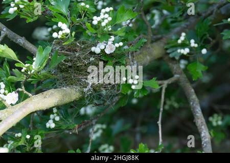 Mönchsgrasmücke, Nest in Weißdorn, Weissdorn, Napfnest, Mönchs-Grasmücke, Sylvia atricapilla, Blackcap, Fauvette à tête noire Stockfoto