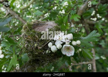 Mönchsgrasmücke, Nest in Weißdorn, Weissdorn, Napfnest, Mönchs-Grasmücke, Sylvia atricapilla, Blackcap, Fauvette à tête noire Stockfoto