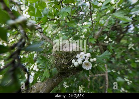 Mönchsgrasmücke, Nest in Weißdorn, Weissdorn, Napfnest, Mönchs-Grasmücke, Sylvia atricapilla, Blackcap, Fauvette à tête noire Stockfoto