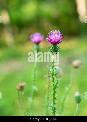 Asteraceae Cirsium arvense oder Canada Distel, Nahaufnahme von jungen Blüten mit verschwommenem Hintergrund. AKA schleichende Distel und Kopfsalat aus der Hölle. Stockfoto