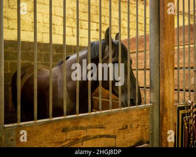 Brown Horse steht allein hinter Gittern im Stall. Stockfoto