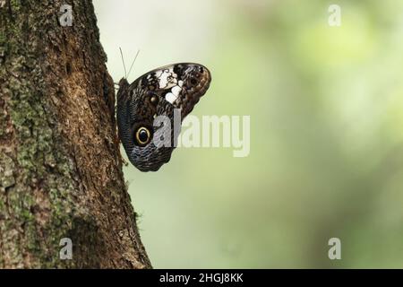 Mimikry in the Butterfly, zusätzlich zu seiner Überschwänglichkeit und Schönheit, ist die Gruppe von großer wirtschaftlicher Bedeutung, sie sind grundlegende Bestäuber. Stockfoto