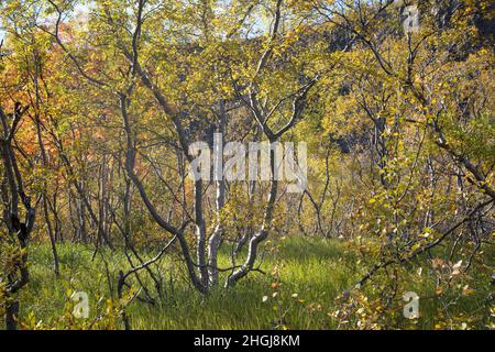 Moor-Birke, Herbstfärbung, herbstlich, Herbstlaub, Moorbirke, Haar-Birke, Besen-Birke, Behaarte Birke, Betula pubescens, syn. Betula alba, flauschige Birke Stockfoto