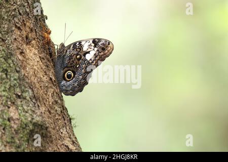 Mimikry in the Butterfly, zusätzlich zu seiner Überschwänglichkeit und Schönheit, ist die Gruppe von großer wirtschaftlicher Bedeutung, sie sind grundlegende Bestäuber. Stockfoto