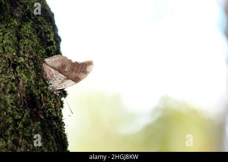 Mimikry in the Butterfly, zusätzlich zu seiner Überschwänglichkeit und Schönheit, ist die Gruppe von großer wirtschaftlicher Bedeutung, sie sind grundlegende Bestäuber. Stockfoto