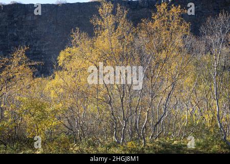 Moor-Birke, Herbstfärbung, herbstlich, Herbstlaub, Moorbirke, Haar-Birke, Besen-Birke, Behaarte Birke, Betula pubescens, syn. Betula alba, flauschige Birke Stockfoto