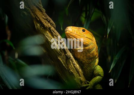 Eine nördliche Kaimaneidechse (Dracaena guianensis), die auf einem Zweig in einem Zoo sitzt Stockfoto