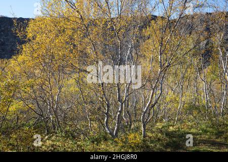 Moor-Birke, Herbstfärbung, herbstlich, Herbstlaub, Moorbirke, Haar-Birke, Besen-Birke, Behaarte Birke, Betula pubescens, syn. Betula alba, flauschige Birke Stockfoto