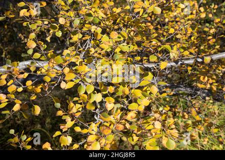 Moor-Birke, Herbstfärbung, herbstlich, Herbstlaub, Moorbirke, Haar-Birke, Besen-Birke, Behaarte Birke, Betula pubescens, syn. Betula alba, flauschige Birke Stockfoto