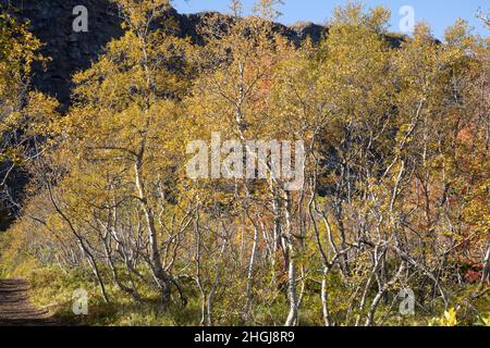 Moor-Birke, Herbstfärbung, herbstlich, Herbstlaub, Moorbirke, Haar-Birke, Besen-Birke, Behaarte Birke, Betula pubescens, syn. Betula alba, flauschige Birke Stockfoto