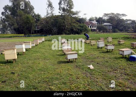 Die Imker beim Sammeln der Wabe aus der speziellen Schachtel, um den von den Bienen auf dem Feld in Munshigonj produzierten Honig zu extrahieren. Laut Banglad Stockfoto