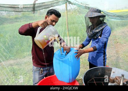 Die Imker beim Sammeln der Wabe aus der speziellen Schachtel, um den von den Bienen auf dem Feld in Munshigonj produzierten Honig zu extrahieren. Laut Banglad Stockfoto