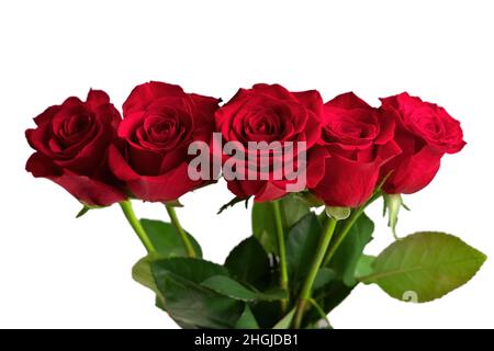 Strauß roter Rosen in einer Vase isoliert auf weißem Hintergrund. Hochwertige Studiofotos Stockfoto