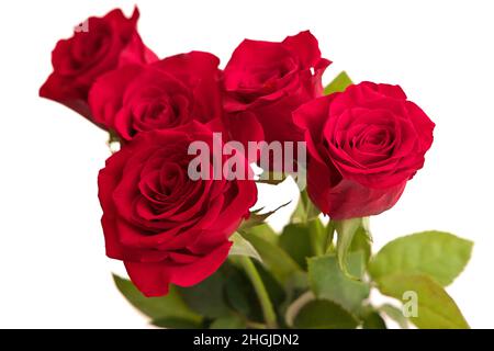 Strauß roter Rosen in einer Vase isoliert auf weißem Hintergrund. Hochwertige Studiofotos Stockfoto