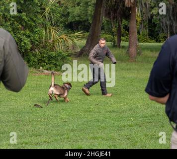 Oberst Timothy R. Dremann, Stabschef, wird von einem militärischen Arbeitshund während einer Trainingsübung auf dem Marinekorps-Rekrut Depot Parris Island, S.C., am 18. August 2021 verfolgt und gebissen. Militärarbeitshunde suchen nach Betäubungsmitteln oder Sprengstoffen und fungieren als nicht-tödliche Option zur Neutralisierung von Bedrohungen. Stockfoto