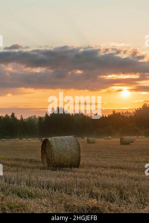 Heuballen am nebligen Morgen, beleuchtet von aufgehender Sonne. Stockfoto