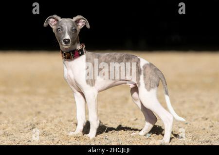 Ganzkörperportrait eines italienischen Whippets gestrolt und weißer, junger Welpe mit blauen Augen Stockfoto