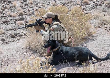 ARTA, Dschibuti (19. August 2021) U.S. Navy Master-at-Arms 2. Klasse Tayler Hudson aus Sigonella, Italien, arbeitet mit ihrem Military Working Dog (MWD), Bojar, am Dschibuti Range Complex, Dschibuti, 19. August 2021. Hudson ist derzeit in Camp Lemonnier, Dschibuti (CLDJ) stationiert, das als Expeditionskreuzbasis für US-Streitkräfte dient, die Schiffe, Flugzeuge und Personal unterstützen, die die Sicherheit in ganz Europa, Afrika und Südwestasien gewährleisten. CLDJ ermöglicht See- und Kampfeinsätze am Horn von Afrika und fördert gleichzeitig positive Beziehungen zwischen den USA und Afrika. Stockfoto