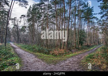 An einer Kreuzung im Mastbos-Wald in der Nähe von Breda, Niederlande, können Sie zwei sandige Wege befahren Stockfoto