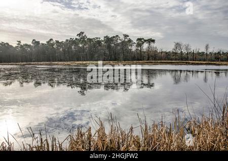 Dünne Eisschicht auf einem See im Mastbos-Wald bei Breda, Niederlande, an einem Wintertag Stockfoto