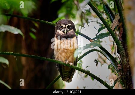 Brilleneule (Pulsatrix perspicillata satrata), Corcovado-Nationalpark, Osa-Halbinsel, Costa Rica, Mittelamerika Stockfoto