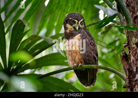 Brilleneule (Pulsatrix perspicillata satrata), Corcovado-Nationalpark, Osa-Halbinsel, Costa Rica, Mittelamerika Stockfoto