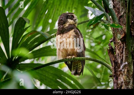 Brilleneule (Pulsatrix perspicillata satrata), Corcovado-Nationalpark, Osa-Halbinsel, Costa Rica, Mittelamerika Stockfoto