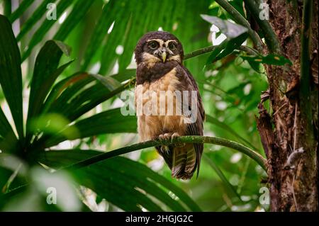 Brilleneule (Pulsatrix perspicillata satrata), Corcovado-Nationalpark, Osa-Halbinsel, Costa Rica, Mittelamerika Stockfoto