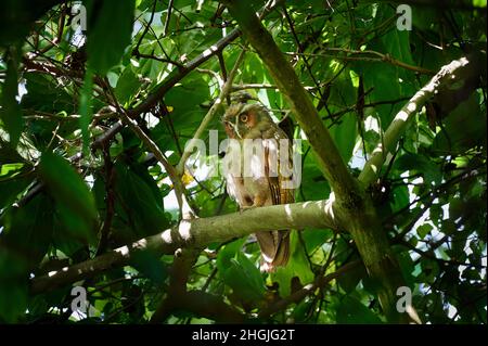 Haubeneule (Lophostrix cristata), Corcovado-Nationalpark, Osa-Halbinsel, Costa Rica, Mittelamerika Stockfoto